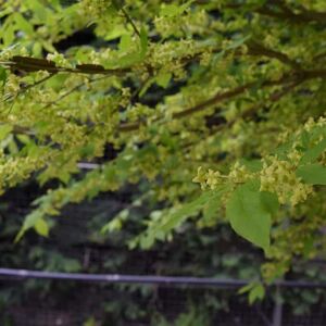 Euonymus alatus 125-150 cm